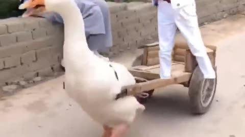 البطة 🦢😂