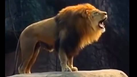 Look how beautiful this lion is roaring