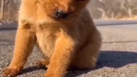 cute puppy shorts video