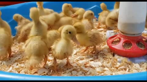 cute pet baby ducks ducklings eating drinking playing growing chirping relaxing