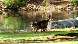 Happy Dogs