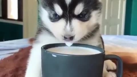 cute little husky drink milk