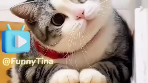 Funny cat clips😻😻💕💕 #cat #cute #kitten #pets #cutecat #funny #subscribe #kitty #meow #shorts #clips