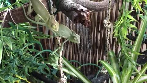 Hand Feeding Baby Chameleons: Everybody Gets a Worm!