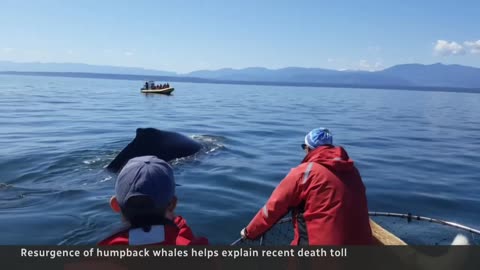 Multiple humpback whales found dead along B.C.’s coast