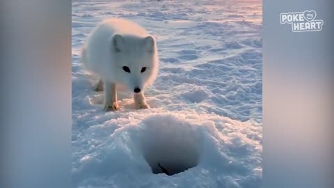 Baby Arctic Fox Steals Mans Fish