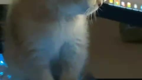Funny Animal Videos 2022 😂 - Like A Boss Compilation | america funniest videos | #shorts #cats