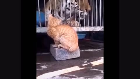 Funny and smart viral cat