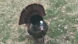 A Wild Turkey Strutting and Gobbling
