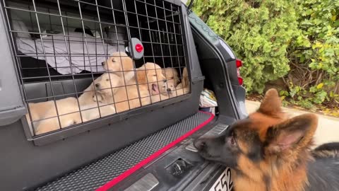 German Shepherd Meets Puppies for The First Time