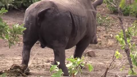 Animais back Rhino Java wildlife Review Animals Africa Badak kembali with me, #educationfarm