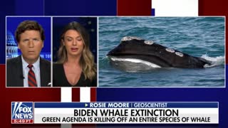Geoscientist Rosie Moore talks about how the Biden admin's energy policies are putting a critically endangered species of whale at further risk of extinction