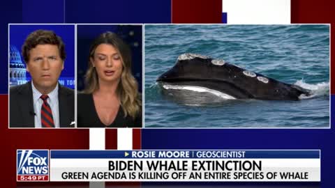 Geoscientist Rosie Moore talks about how the Biden admin's energy policies are putting a critically endangered species of whale at further risk of extinction