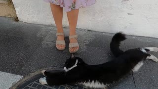 Incredibly cute tuxedo cat shows how much she loves me by throwing herself to the ground