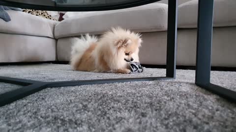 SNEAKY PUPPY STEALS SOCKS...(FUNNY)!