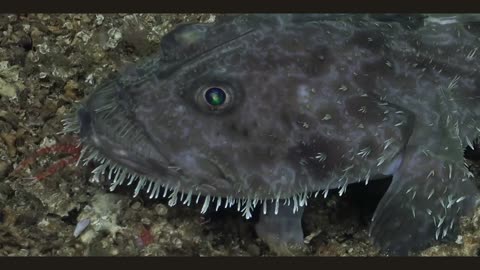 Goosefish out for a lazy stroll