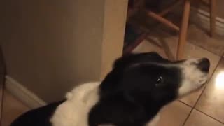 My talking border collie - learning to say "hello"!