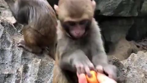 Monkey Snatched Fruit | Baby Monkey
