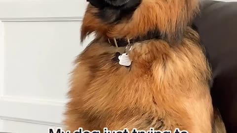 Dog funny vedeo