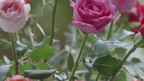 Mensagem Inspiradora de Bom Dia - Comece o seu dia com Alegria e Gratidão