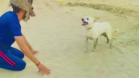 Funny playing with dog