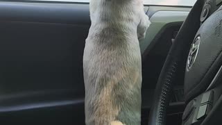 Doggie Dancing