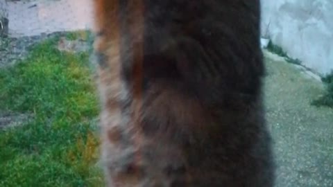 Cat Just Wants to Swipe at Window