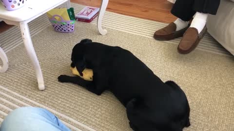 Sweet Doggy Loves Stuffed Animal Easter Gift
