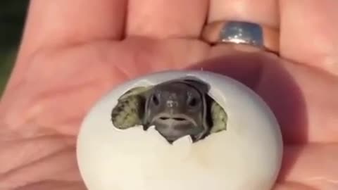 The birth of a turtle