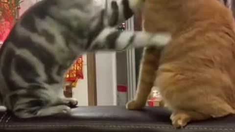 Funny cute cats moment