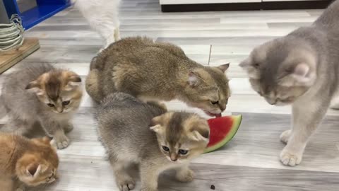 Funny Cats Eating Watermelon