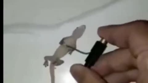 Man bring back lizard's life by giving electric shock 🤯