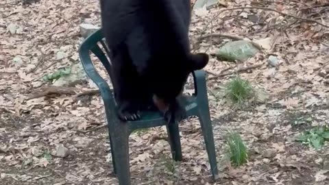 Black Bear Sits on a Chair Like a Human