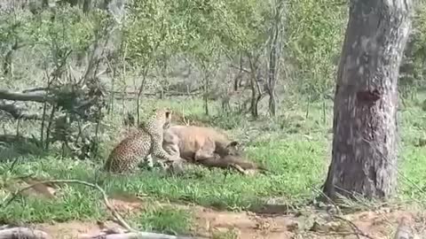 Leopard vs Hyena