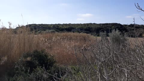 Vegetation footage + birds sounds 🐦