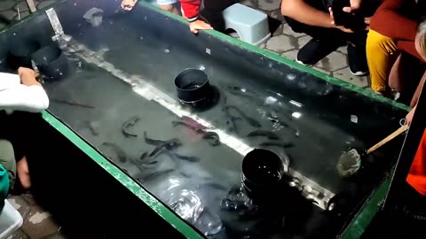 catfish fishing in a small pond