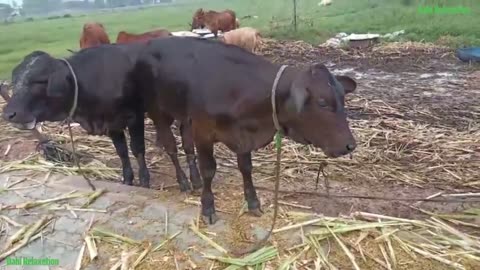 cow funny video