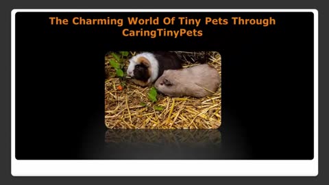 Find Out About The Charming World Of Tiny Pets With CaringTinyPets