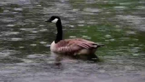 Canada Goose in The Rain. Beautiful Natural Scene