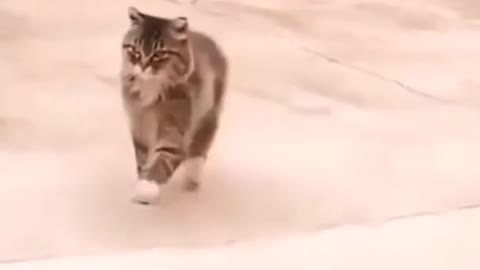 Funniest Cats Top Funny Pet Videos TRY NOT TO LAUGH