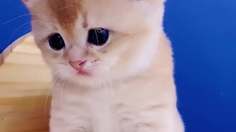 Cuteeee baby cat