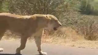 Lions walking