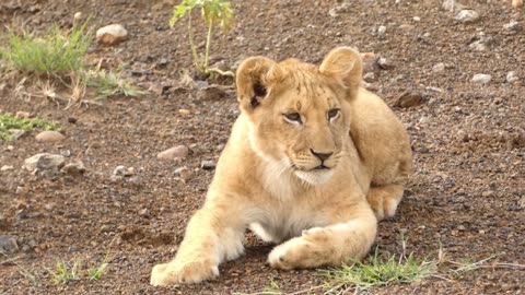 Playing the lion cub