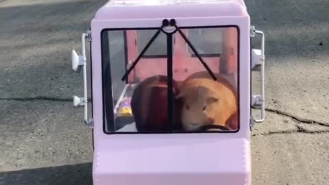 Guinea pig ice cream delivery