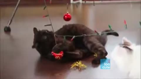 Merry Christmas Funny Cats & Dogs Compilation