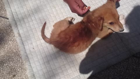 Rescued Puppy given a bath #rescuedpuppyofpakistan #strayPuppy #DogRescue