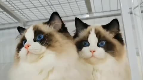 ragdoll siblings