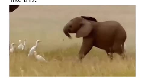 Baby elephant no control!