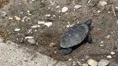 Turtle Lays Eggs in Front Yard