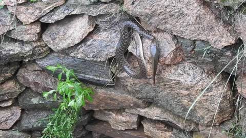 Snake vs Catfish tug-of-war over a live fish-Kanha National Park(1)